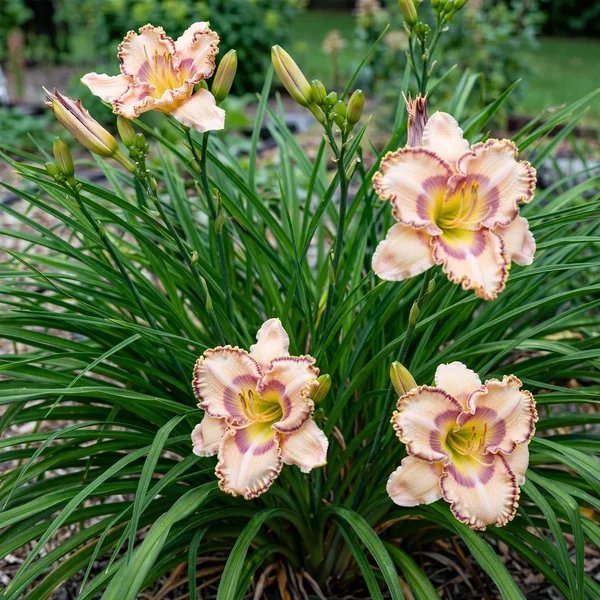 Hemerocallis x hybrida 'Sink Into Your Eyes'