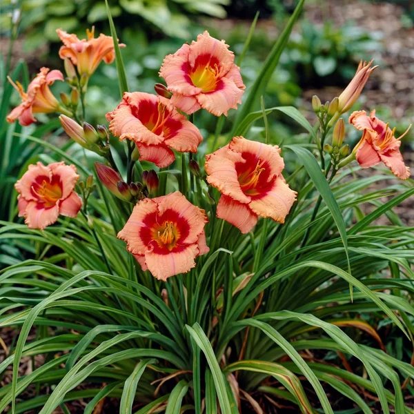 Hemerocallis x hybrida 'Strawberry Candy'