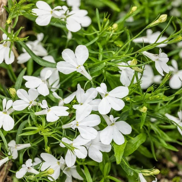 Lobelia erinus 'Laguna Cloud White'