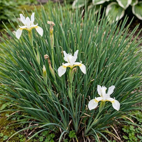 Iris sibirica 'Snow Queen'