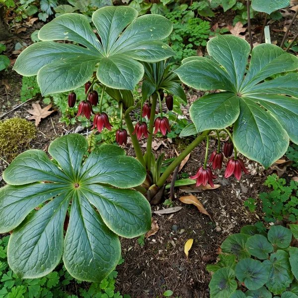 Podophyllum versipelle var boreale
