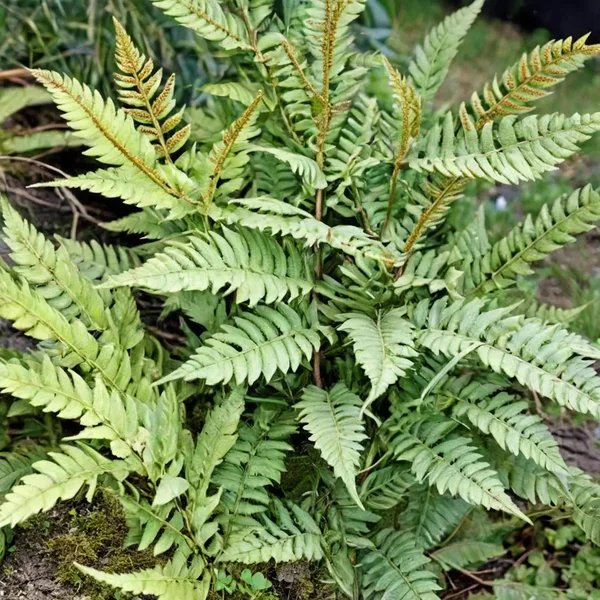 Pteris vittata 'Benzilan'