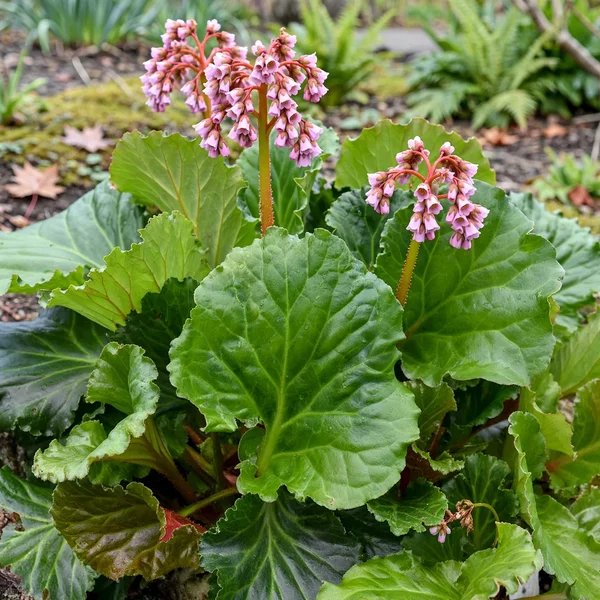 Bergenia crassifolia 'Ripple Effect'