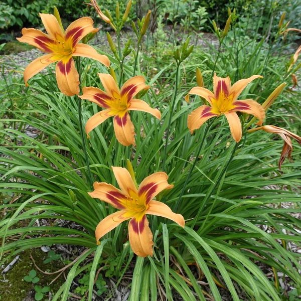 Hemerocallis x hybrida 'Autumn Accent'