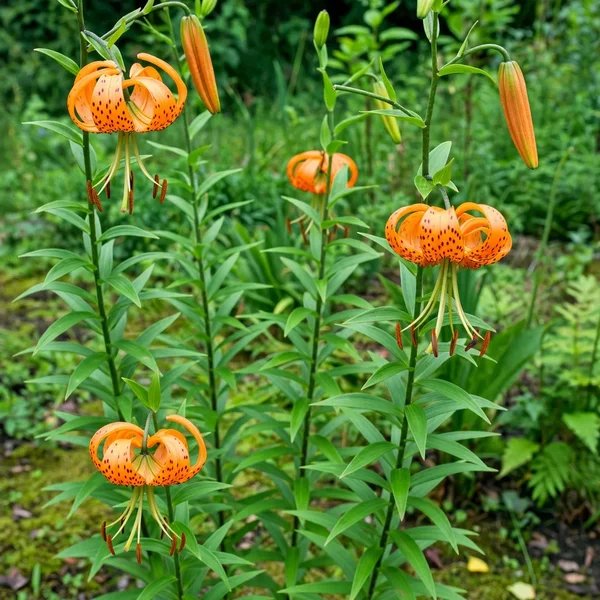 Lilium henryi