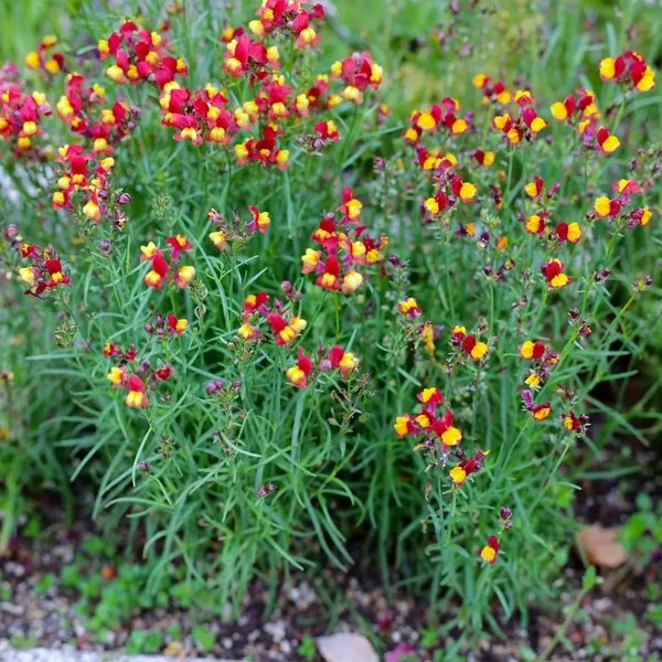 Linaria reticulata 'Flamenco'