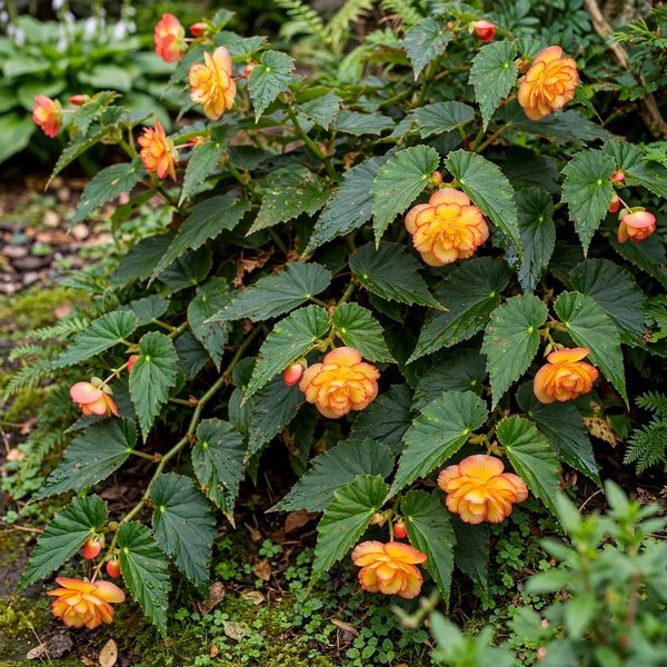 Begonia x tuberhybrida 'Illumination Golden Picotee'