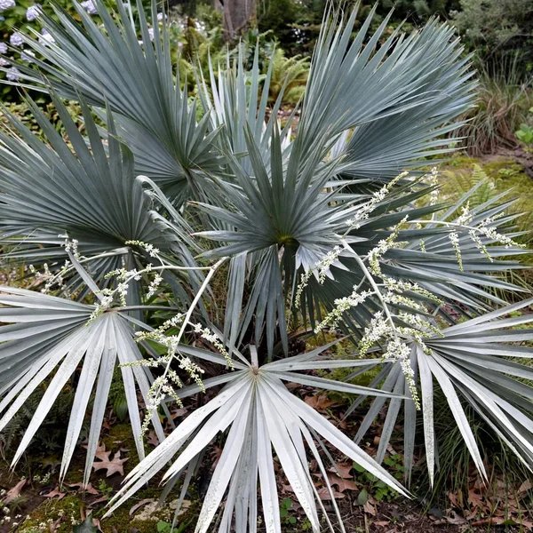 Sabal minor 'Savannah Silver'