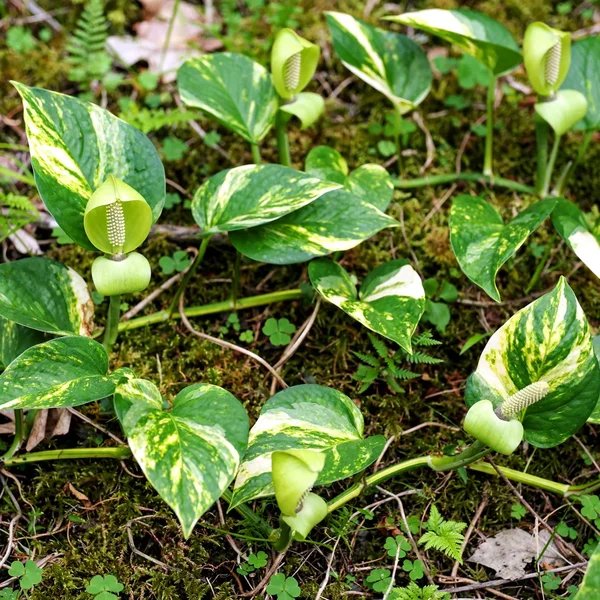 Epipremnum aureum 'Variegated'