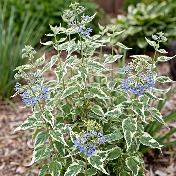 Caryopteris divaricata 'Snow Fairy'