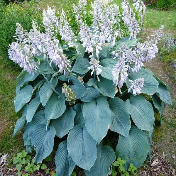 Hosta x hybrida 'Neptune'