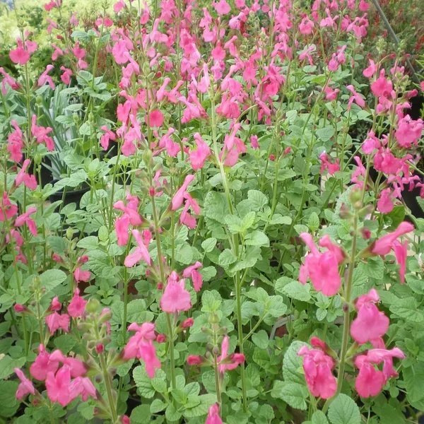 Salvia x hybrida 'Penny's Smile'