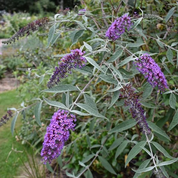 Buddleja davidii 'Le Petit'