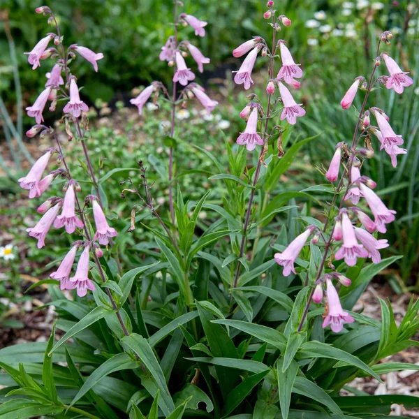 Penstemon digitalis 'Hidcote Pink'