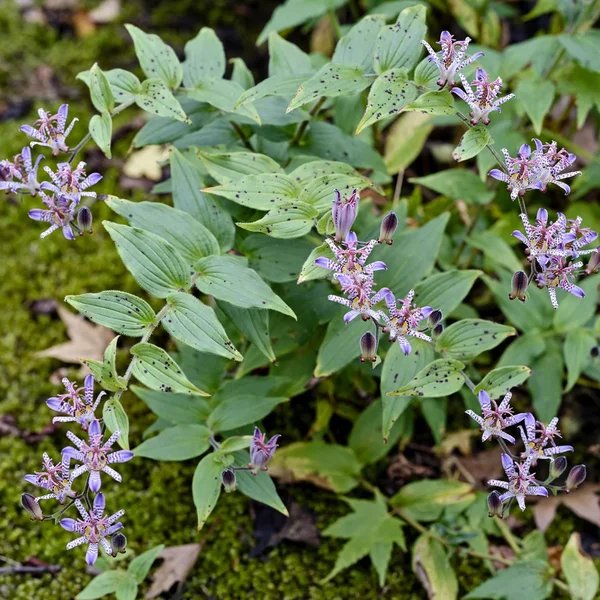 Tricyrtis puberula