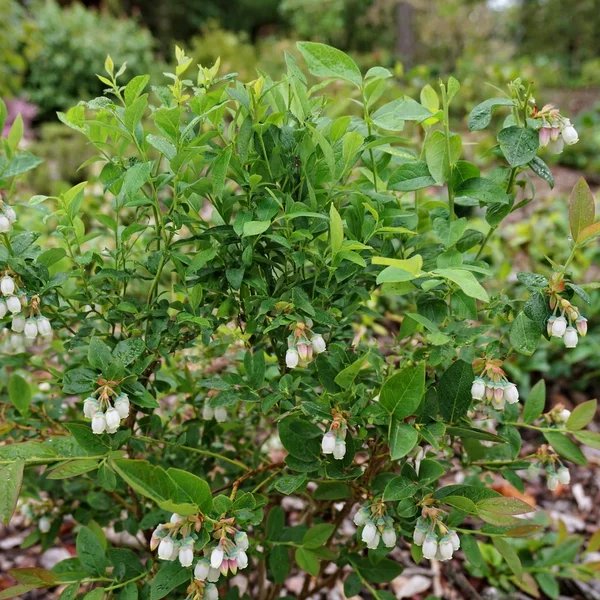 Vaccinium corymbosum 'Mix'