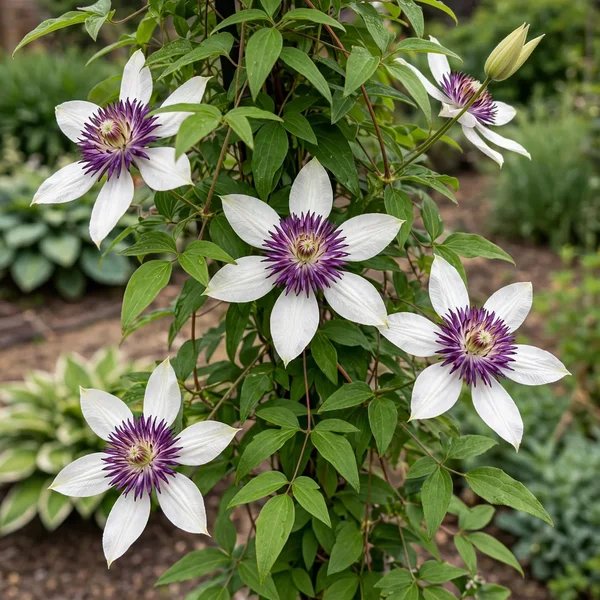Clematis florida 'Sieboldii'