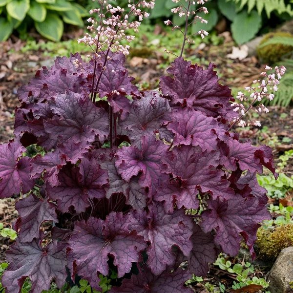 Heuchera x brizoides 'Grande Amethyst'