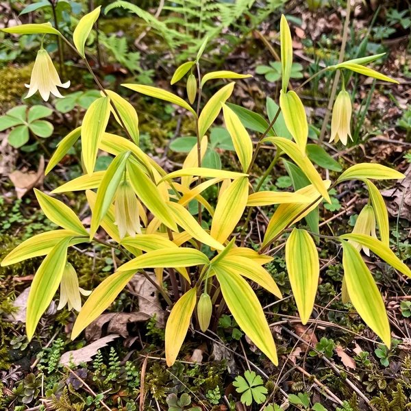 Uvularia sessilifolia 'Cobblewood Gold'