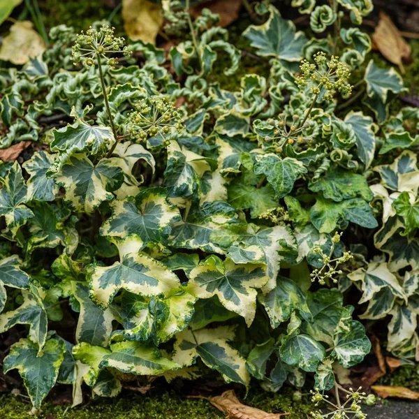 Hedera helix 'Curly Leaf'