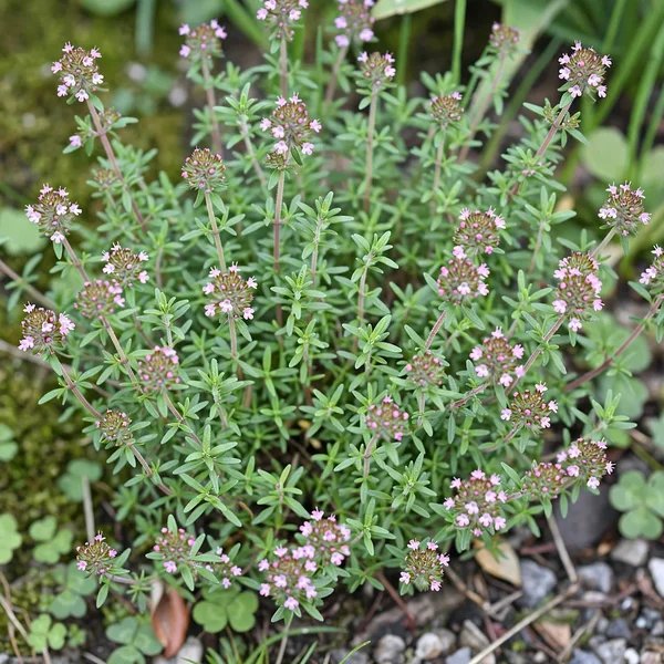 Thymus vulgaris 'Spicy Orange'
