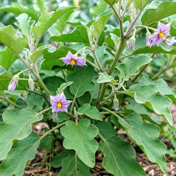 Solanum melongena 'Black Beauty'
