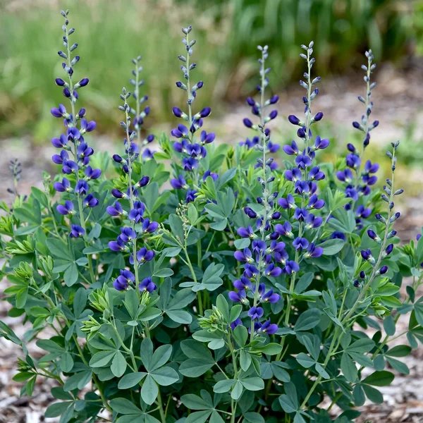 Baptisia x hybrida 'Sparkling Sapphires'