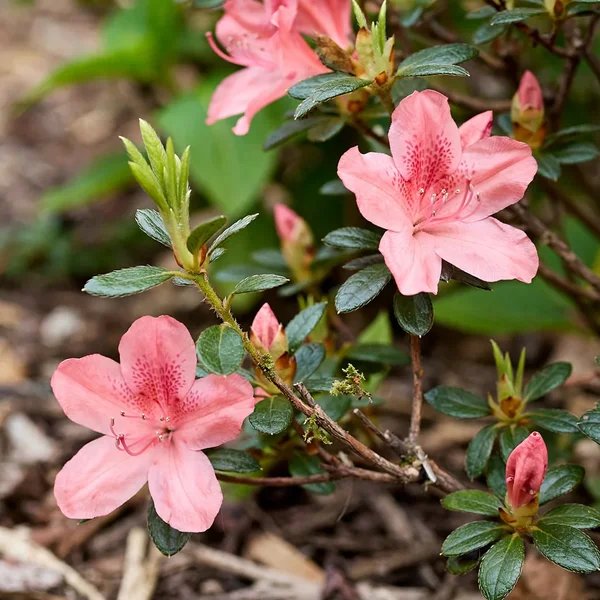 Rhododendron x hybrida 'Conled'