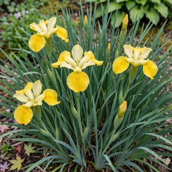 Iris sibirica 'Sunfisher'
