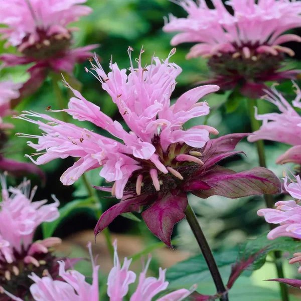 Monarda didyma 'Beauty of Cobham'