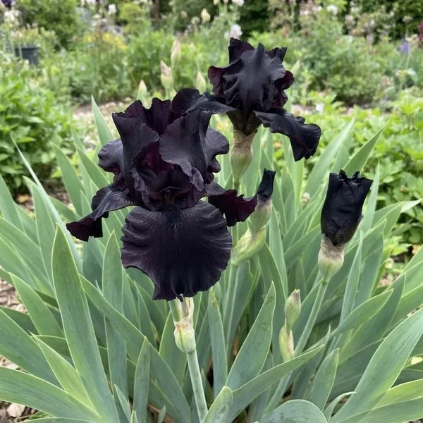 Iris retox 'Black Iris'