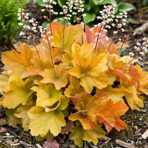 Heuchera sanguinea 'Orange Dream'