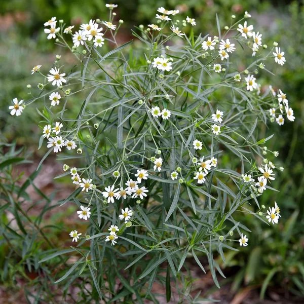 Boltonia apalachicolensis