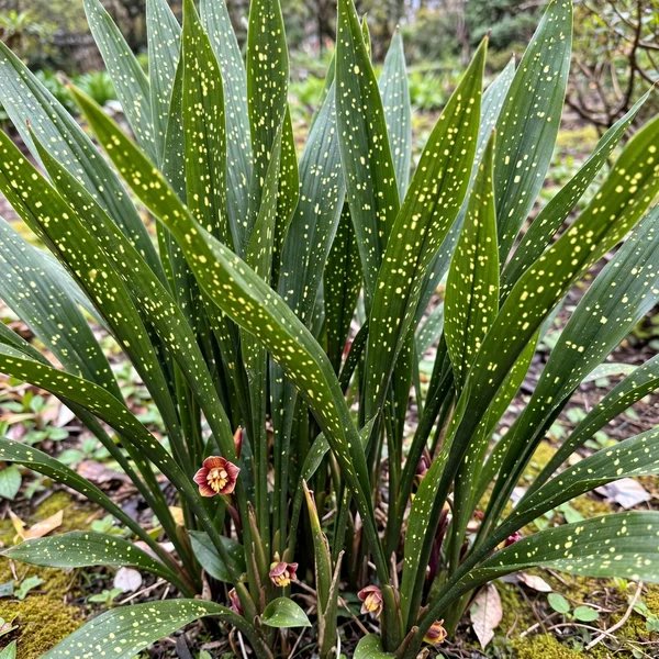 Aspidistra daibuensis 'Yushan Starbright'