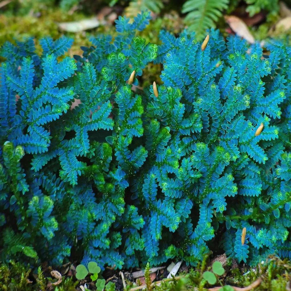 Spikemoss