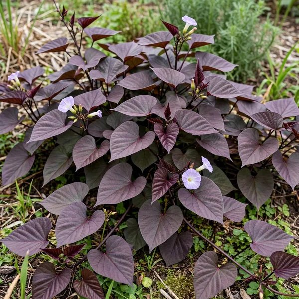 Ipomoea batatas 'Treasure Island Kaukura'