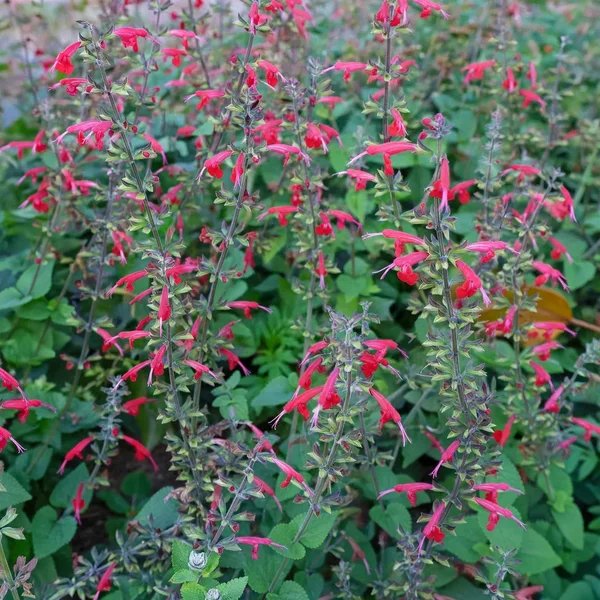 Salvia x hybrida 'Cherry Chief'