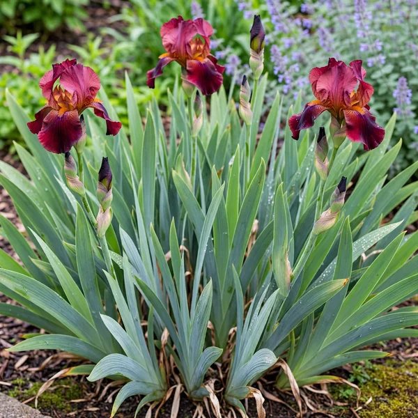 Iris x germanica 'Red Rider'