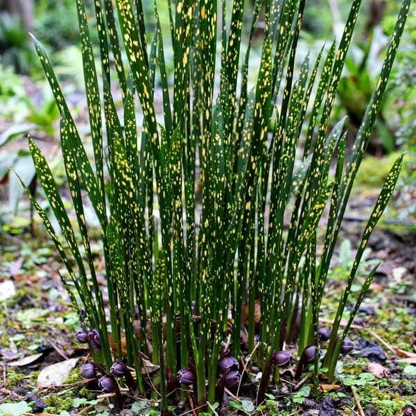 Aspidistra yingjiangensis 'Singapore Sling'