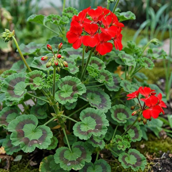 Pelargonium x hortorum