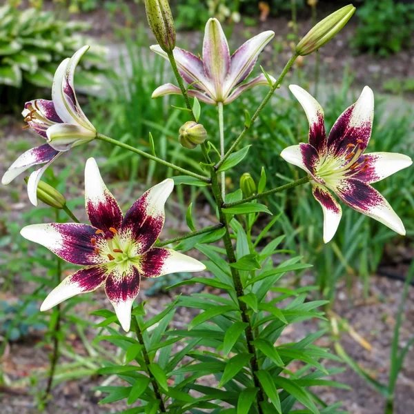 Lilium x hybrida 'Graffity Tango'