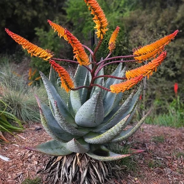 Aloe marlothii 'Flat Flowered Aloe'