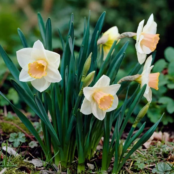 Narcissus pseudonarcissus 'Salome'