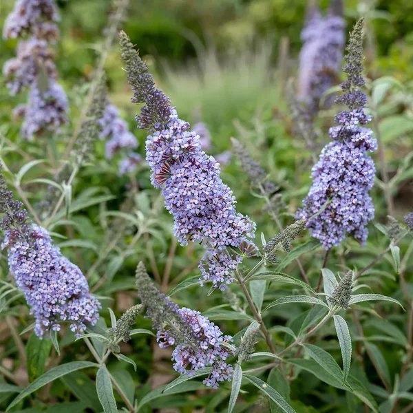 Buddleja davidii 'Buzz Sky Blue'
