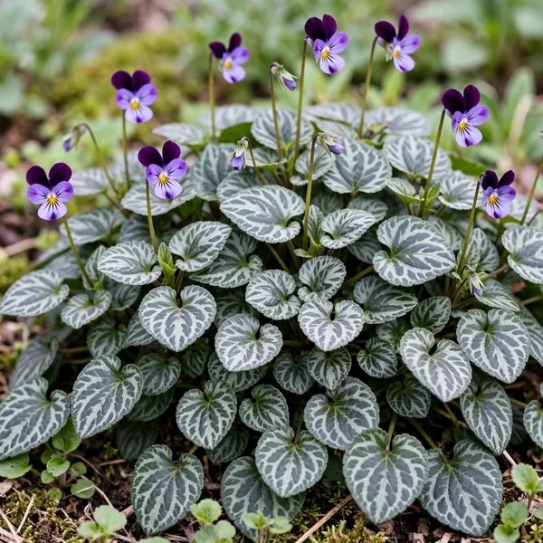 Viola grypoceras 'Sylettas'