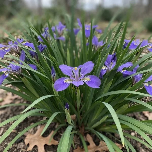 Iris unguicularis 'Mary Barnard'
