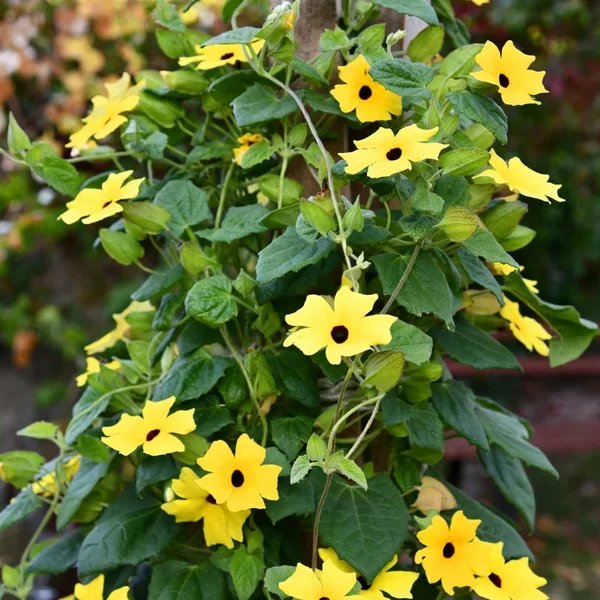 Thunbergia alata 'Black Eyed Susan Vine'