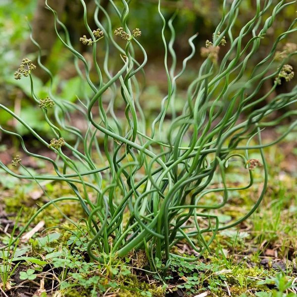 Juncus compactus 'Spiralis'