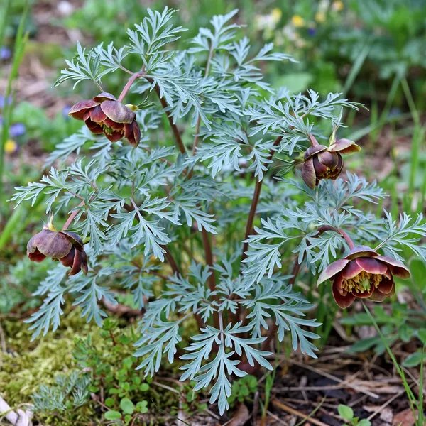 Paeonia brownii