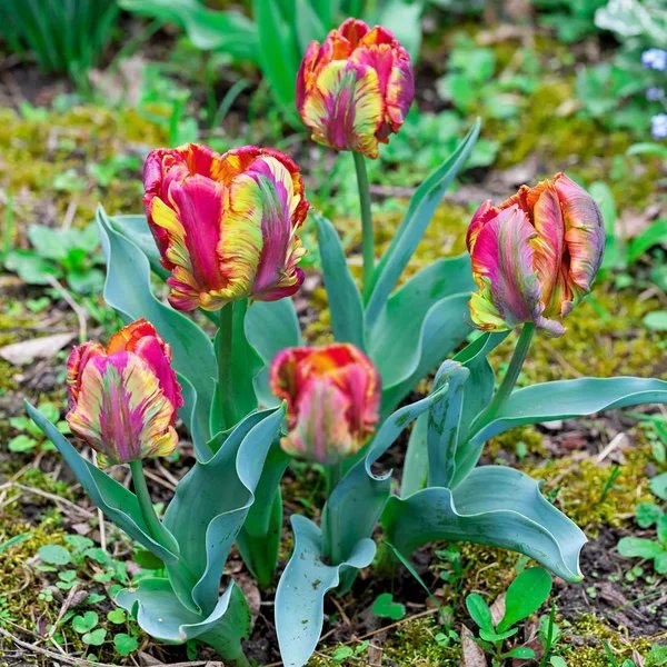 Tulipa x hybrida 'Blumex Parrot'